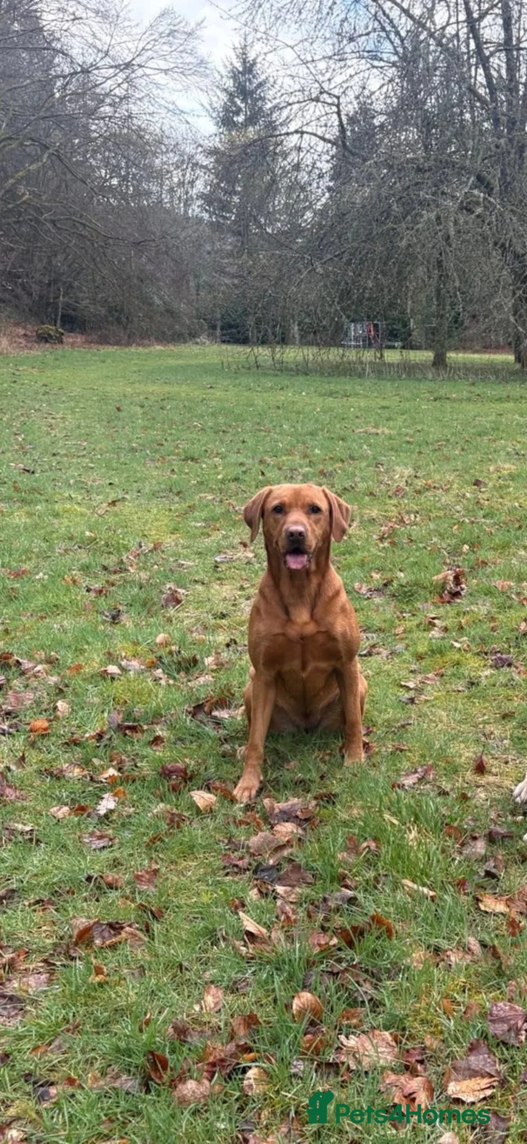 Labrador Retriever dogs for sale: Fox Red Labrador Retriever  - Advert 1