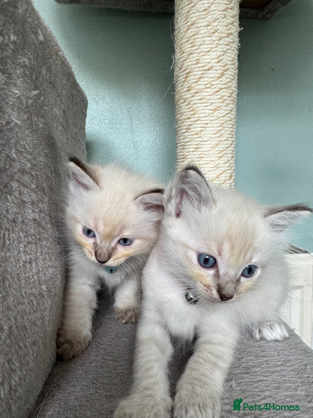 Ragdoll cats for sale: Beautiful Rag doll kittens for sale  - Image 3