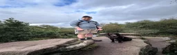 Cocker Spaniel dogs for sale: 1 year old English Cocker Spaniel in Manchester - Advert 6