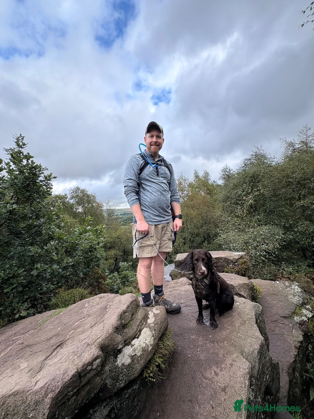 Cocker Spaniel dogs for sale: 1 year old English Cocker Spaniel in Manchester - Advert 6
