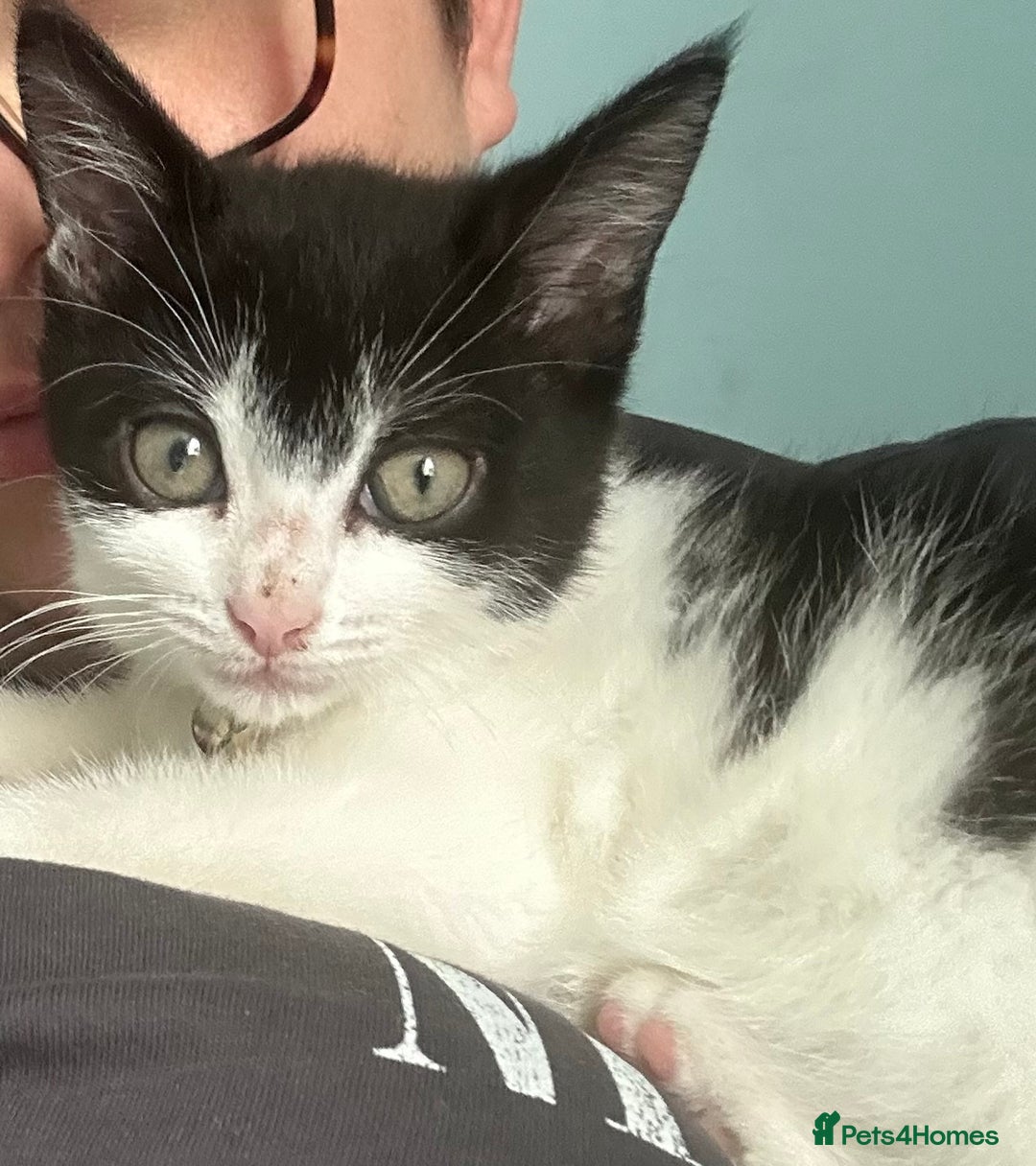 Mixed Breed cats for sale: Kitten for sale - Image 9