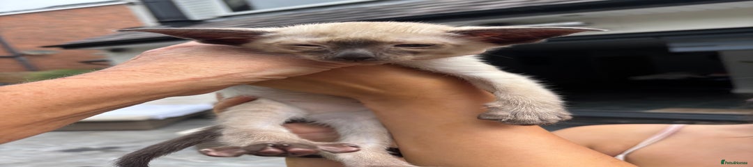 Siamese Kitten 5