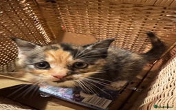 Mixed Breed cats for sale: Adorable Kittens  - Image 5