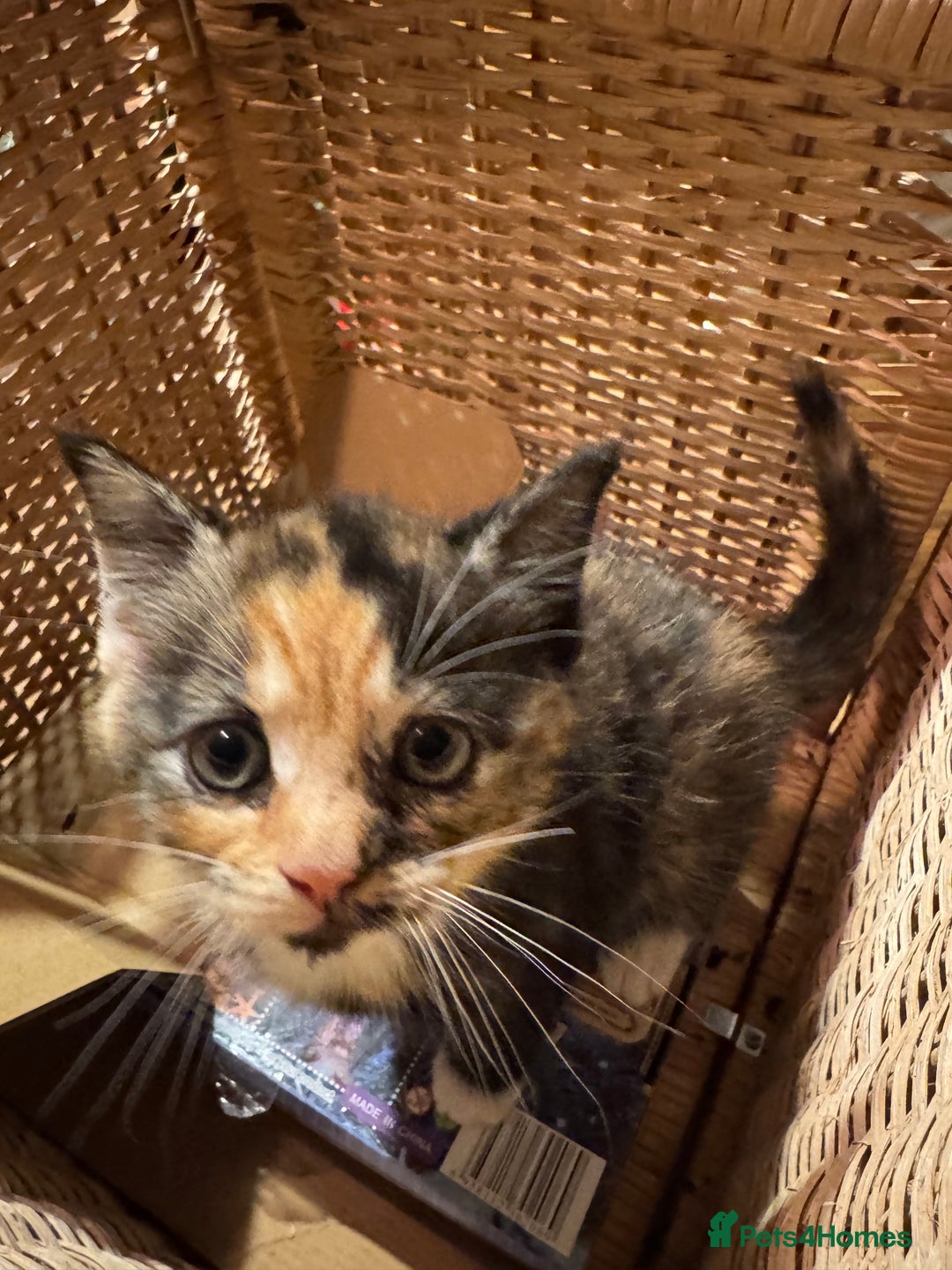 Mixed Breed cats for sale: Adorable Kittens  - Image 5