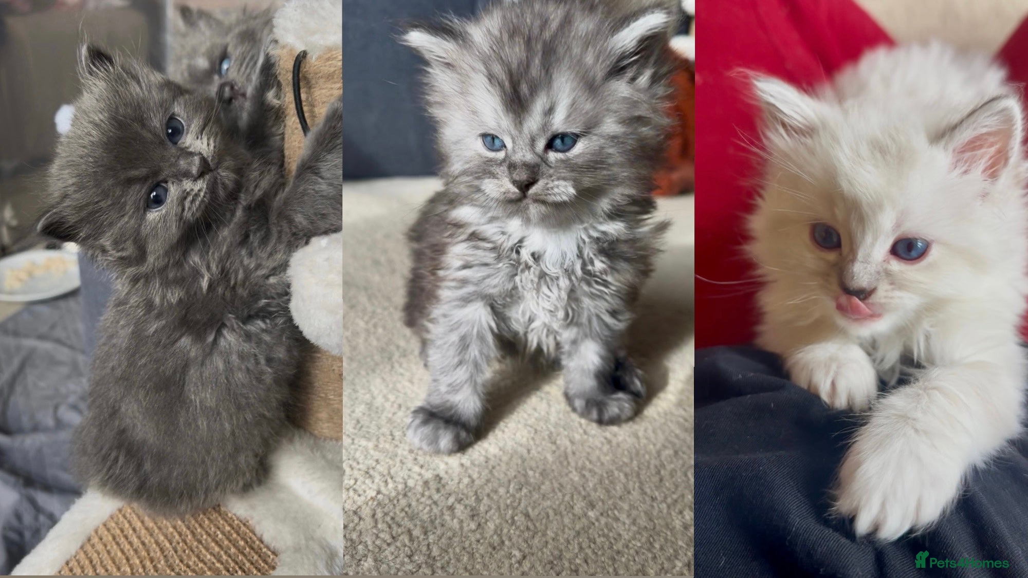 Perdoll cats DOLLFACE PERDOLL (PERSIAN-RAGDOLL) KITTENS - Advert 1