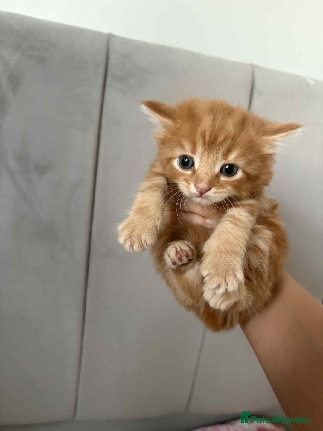 British Longhair cats for sale: Gorgeous british long hair kittens  - Image 3