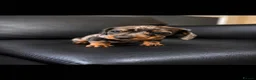 Miniature Dachshund dogs for sale: Beautiful Dapple Miniature Dachshund Puppy - Advert 1
