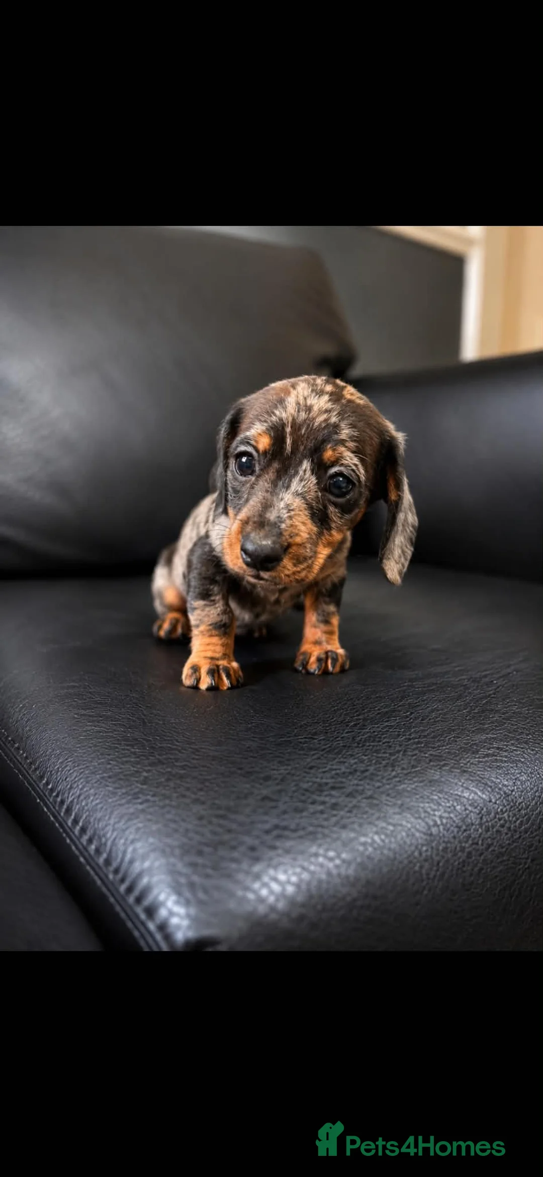 Miniature Dachshund dogs for sale: Beautiful Dapple Miniature Dachshund Puppy - Advert 1