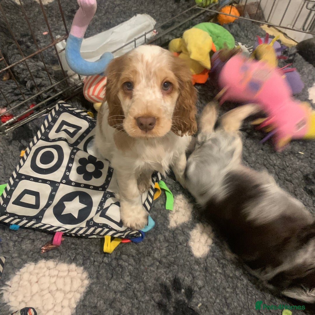 Cocker Spaniel dogs for sale: Special puppy looking for a forever home  - Advert 4