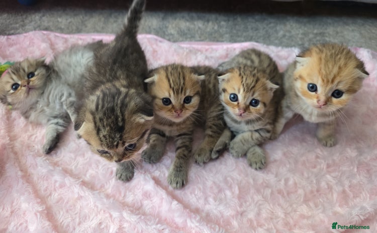 Scottish Fold cats - Advert 14