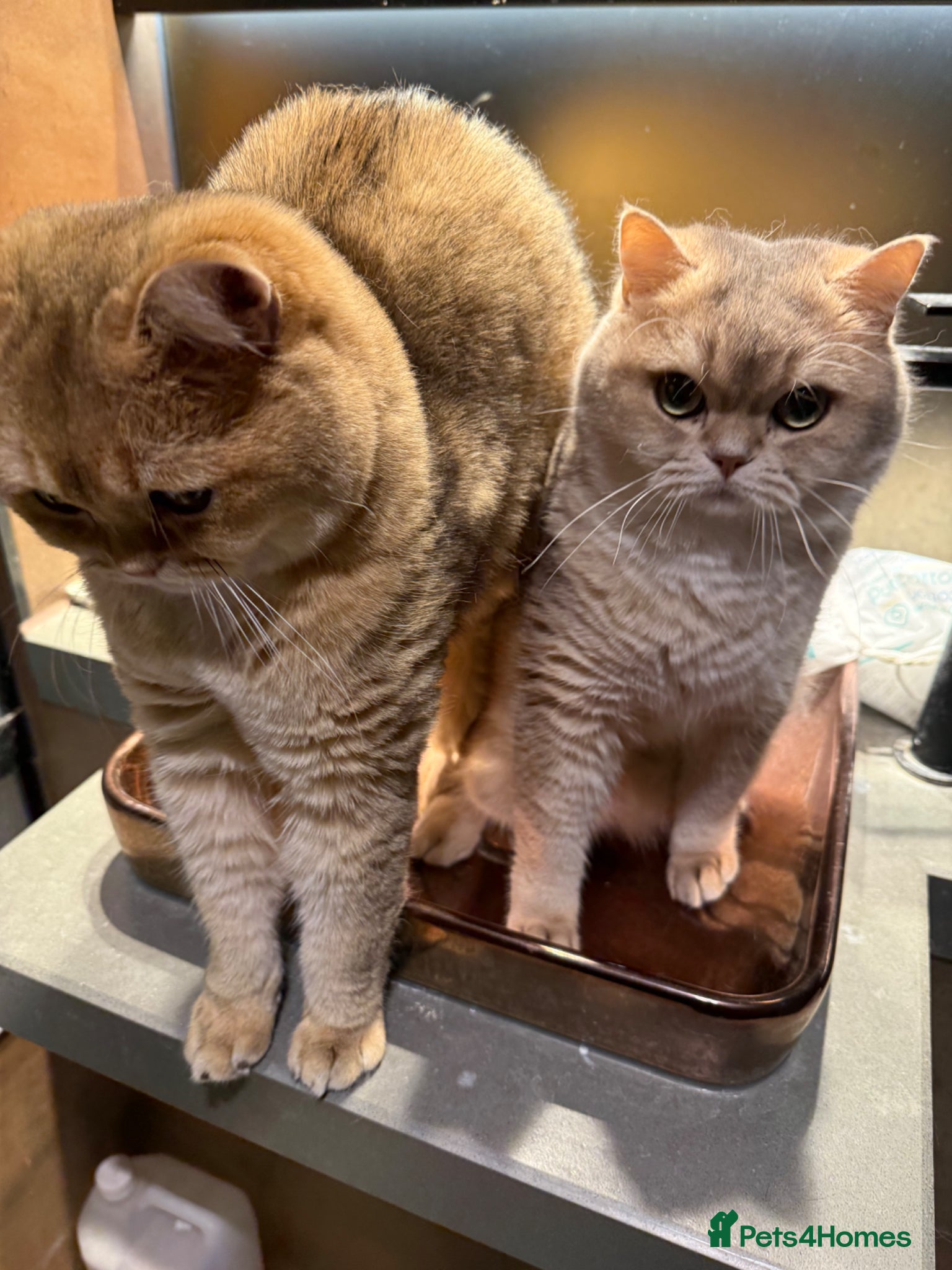British Shorthair cats 2 lovely boy rehome  - Advert 10
