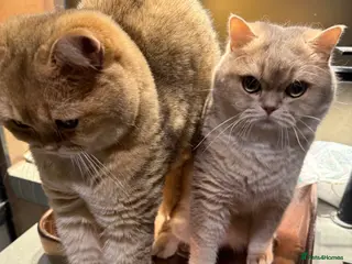 British Shorthair cats 2 lovely boy rehome - Advert 2