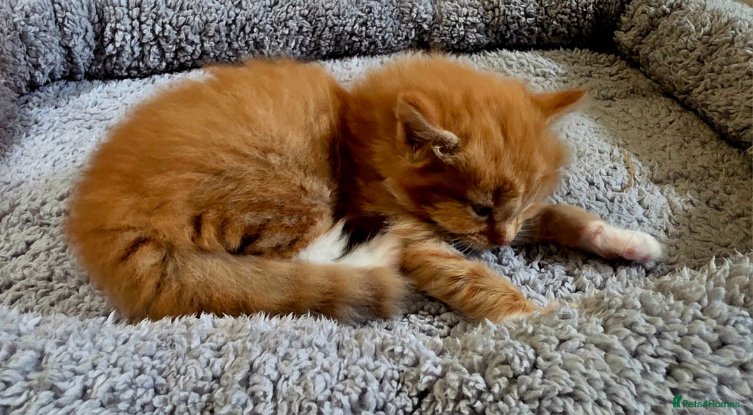 European cats for sale: Adorable Ginger Kittens Looking for Loving Homes - Image 4