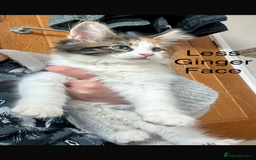 Maine Coon cats for sale: Maine Coon Kittens - Image 11