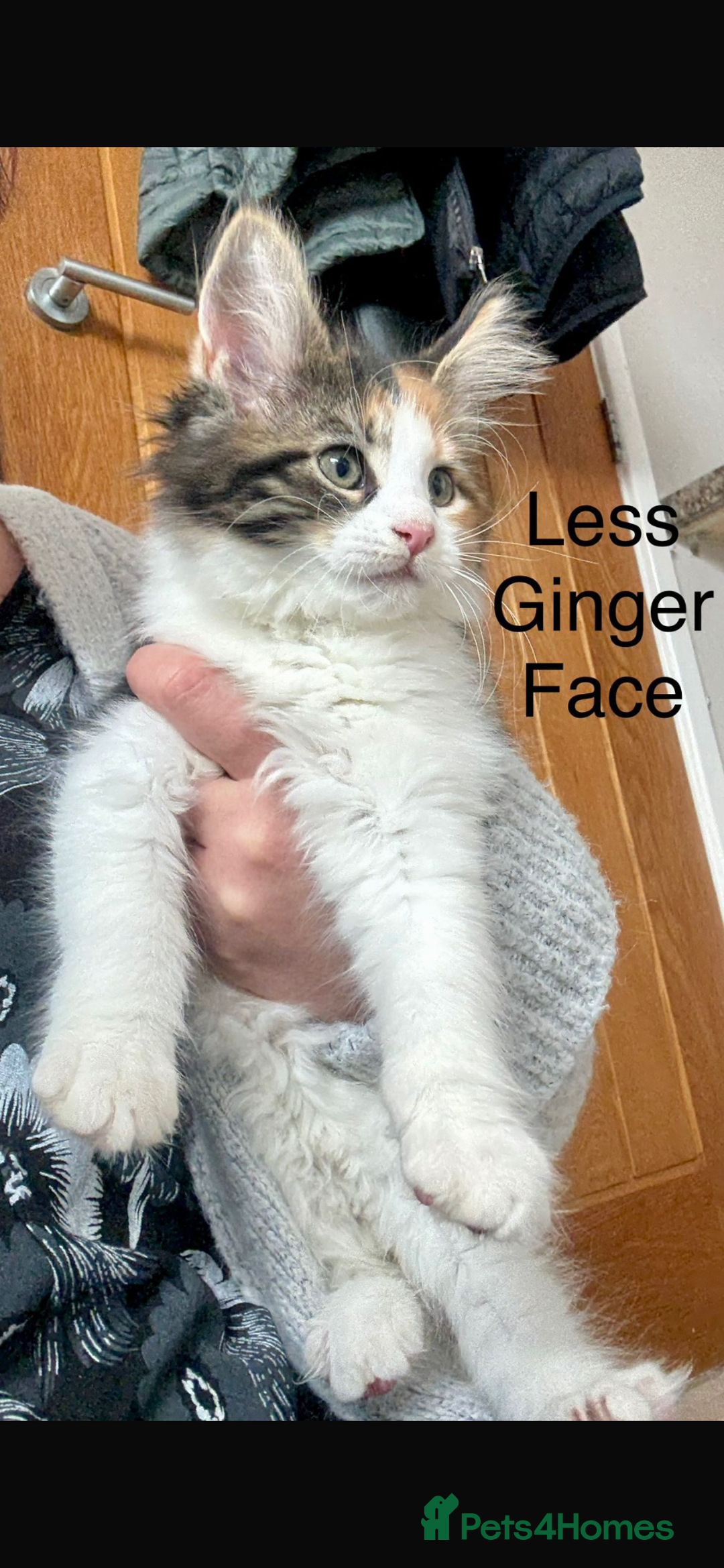 Maine Coon cats for sale: Maine Coon Kittens - Image 11