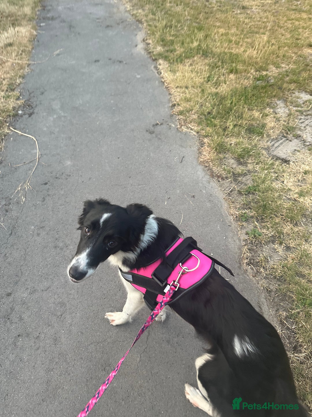 Mixed Breed dogs for sale: New home needed.  - Image 4