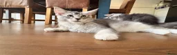 Maine Coon cats for sale: Sweet Maine coons TICA Register  - Advert 12