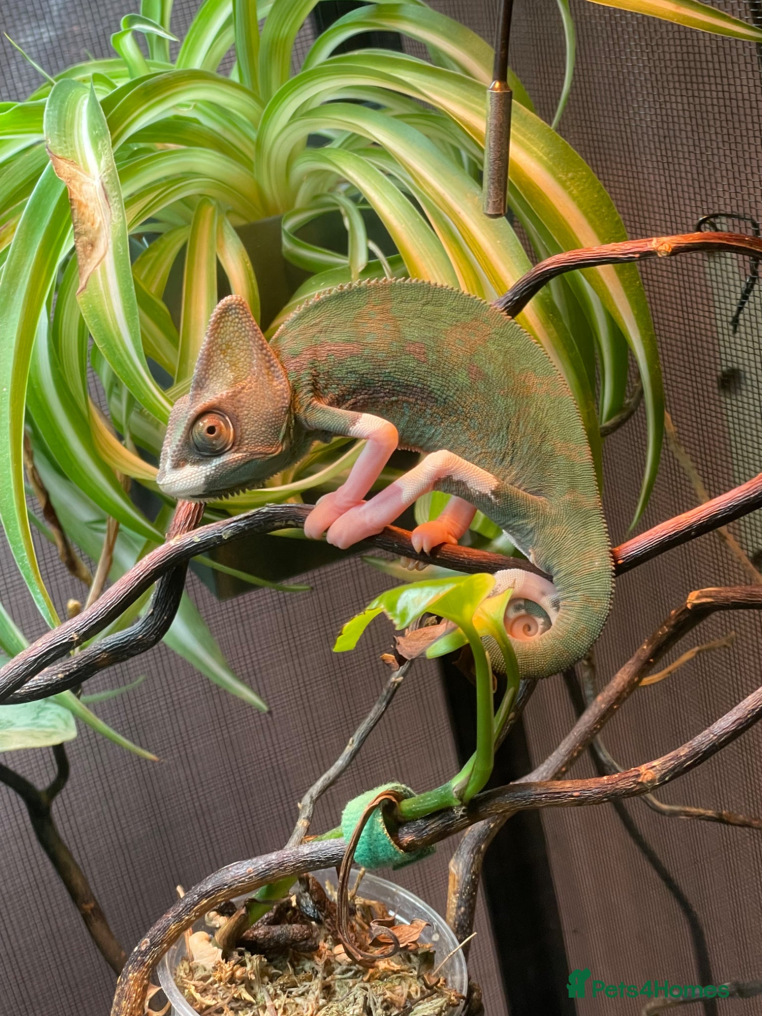 Chameleon reptiles Pied Yemen Chameleon - Advert 15