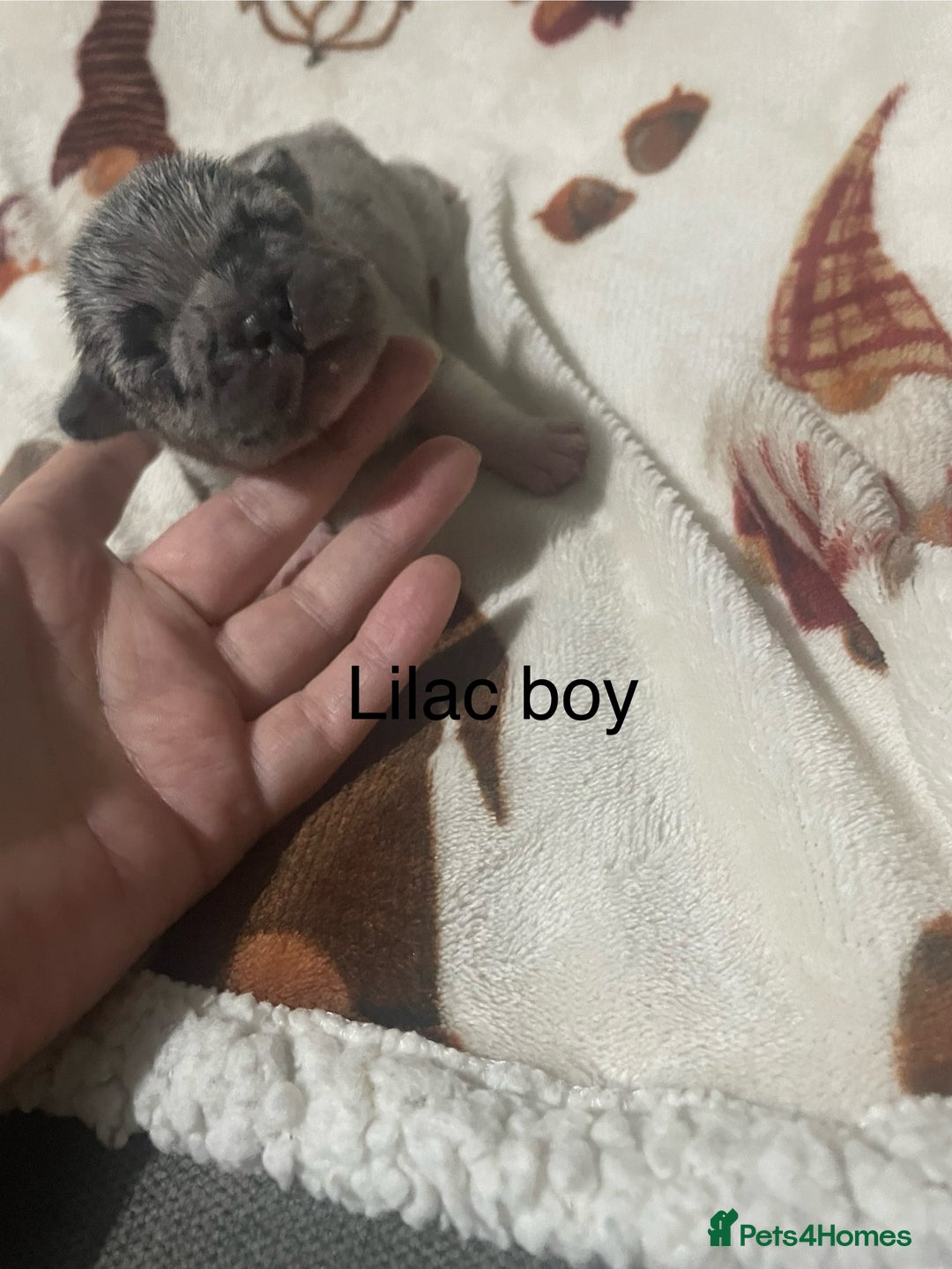 French Bulldog dogs for sale: French bulldog puppies - Image 1