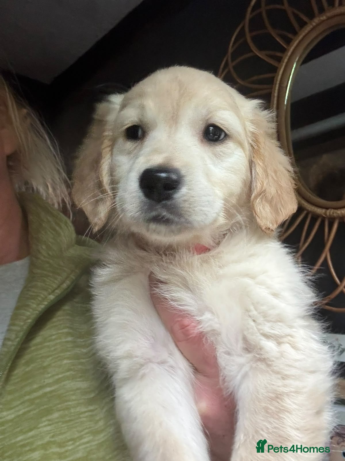 Golden Retriever dogs for sale: Golden Retriever female puppy for sale - Advert 14