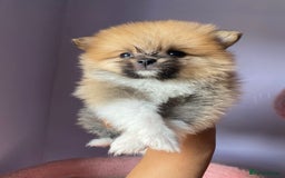 Pomeranian dogs for sale: Beautiful Russian bloodline Pomeranian puppies - Image 12