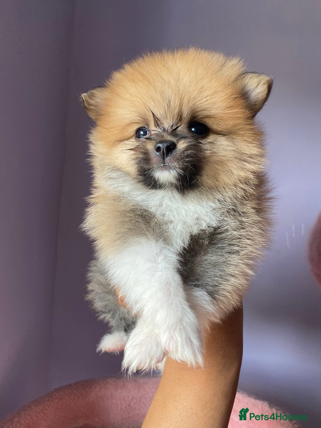 Pomeranian dogs for sale: Beautiful Russian bloodline Pomeranian puppies - Image 12