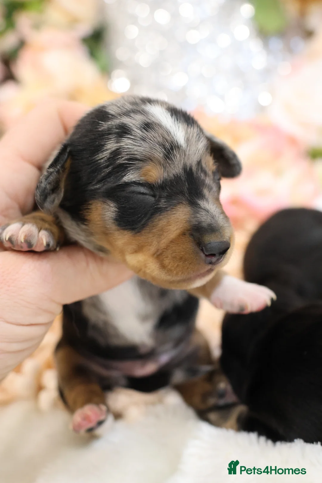 Miniature Dachshund dogs for sale: KC Miniature Dachshund Puppies - Advert 13