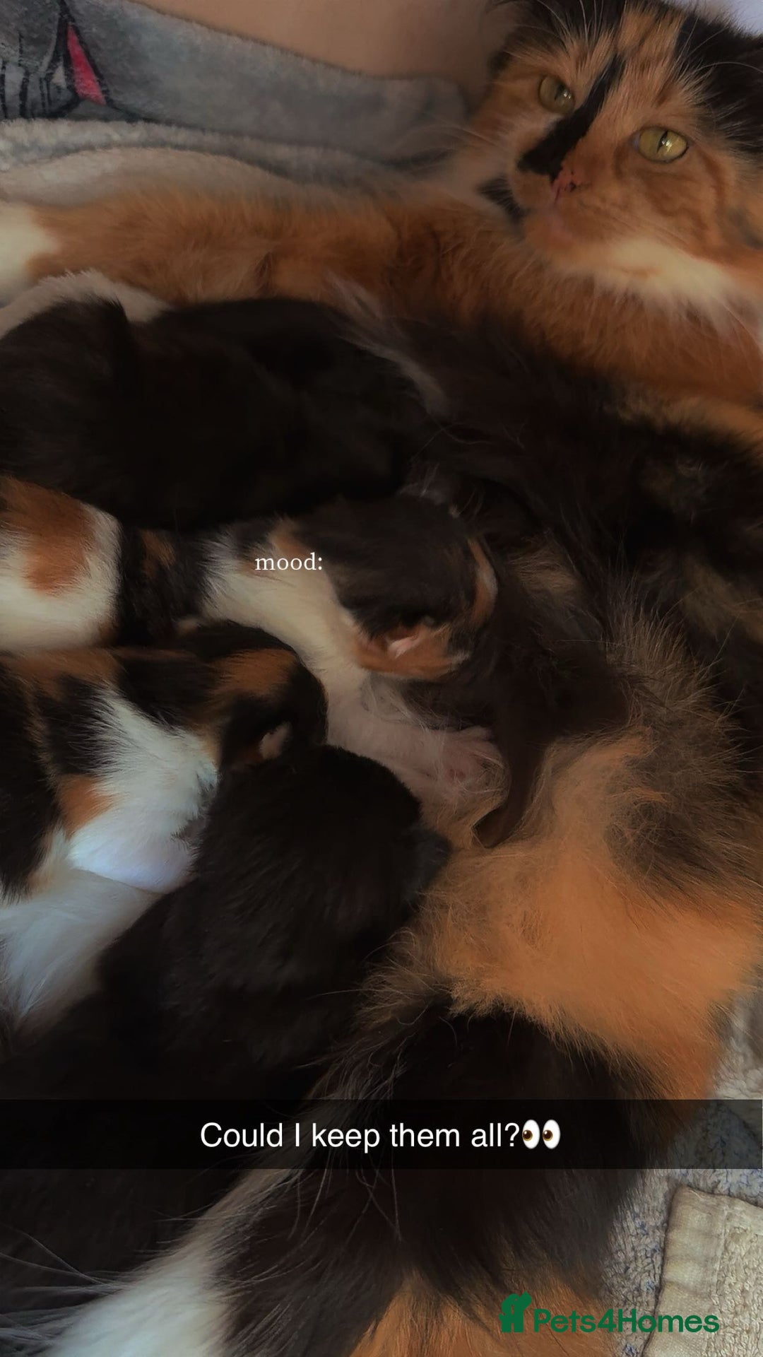 Mixed Breed cats for sale: 9 week old female kitten - Image 5