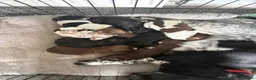 Sprocker dogs for sale: Sprocker puppies  - Advert 1