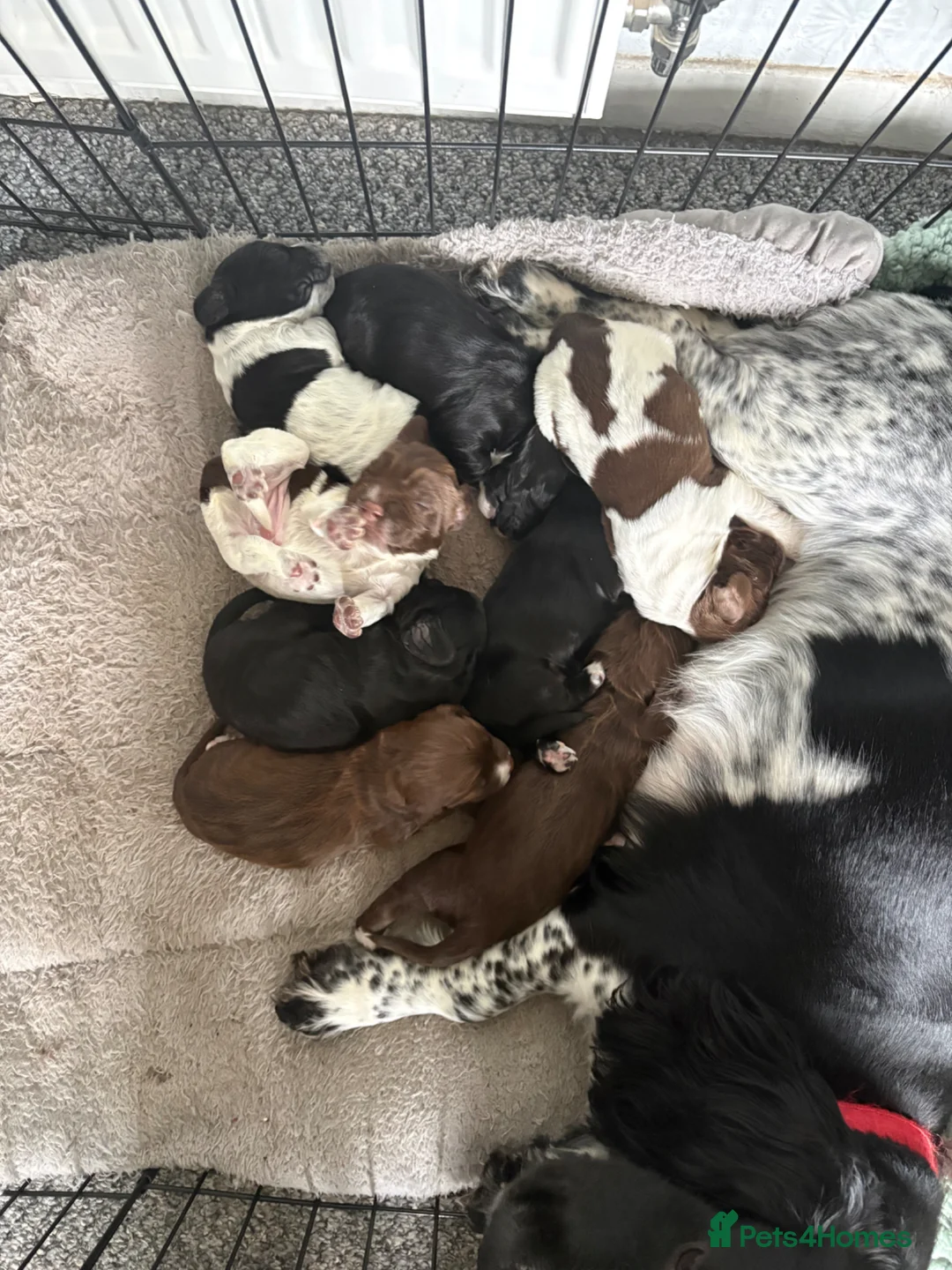 Sprocker dogs for sale: Sprocker puppies  - Advert 1