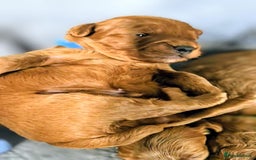 Cockapoo dogs for sale: GENUINE F1B COCKAPOO PUPPIES  - Image 10