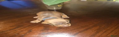 Dachshund 3