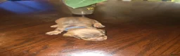 Dachshund dogs for sale: Dachshund puppies  - Advert 21