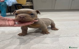 Olde English Bulldogge dogs for sale: Top quality olde English bulldogs - NEBBER REG - Advert 14