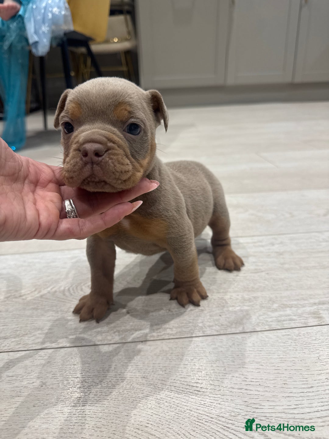 Olde English Bulldogge dogs for sale: Top quality olde English bulldogs - NEBBER REG - Advert 14