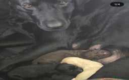 Labrador Retriever dogs for sale: Labrador  - Image 5