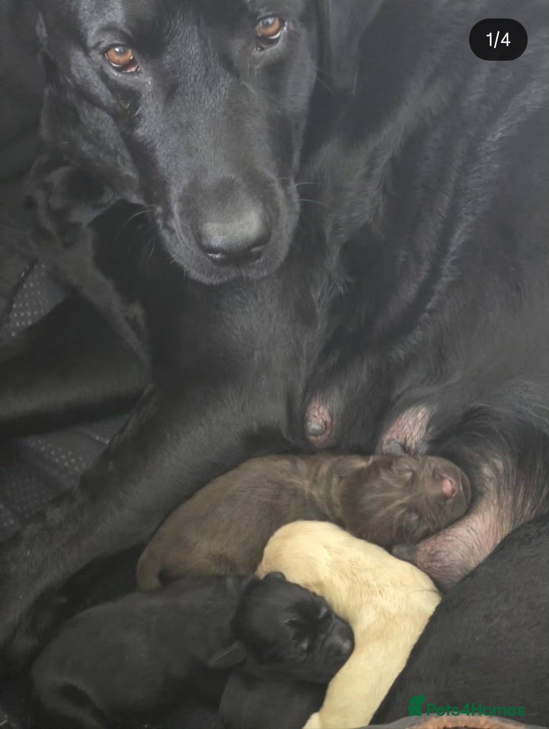 Labrador Retriever dogs for sale: Labrador  - Image 5