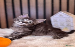 Ragdoll cats for sale: 🌙 Grey Ghost Kittens🎃 – Ragdoll × Tabby 🐾 - Image 16