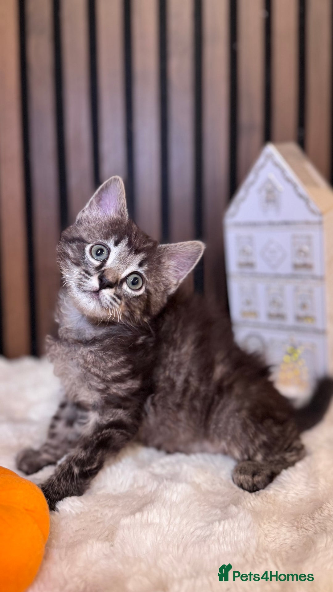 Ragdoll cats for sale: 🌙 Grey Ghost Kittens🎃 – Ragdoll × Tabby 🐾 - Image 16