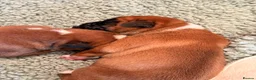Boxer dogs for sale: 3 Red & White Boxer puppies available  - Advert 17
