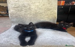 Norwegian Forest Cat cats for sale: Brown Norwegian Forest Cats  in Coventry - Image 13