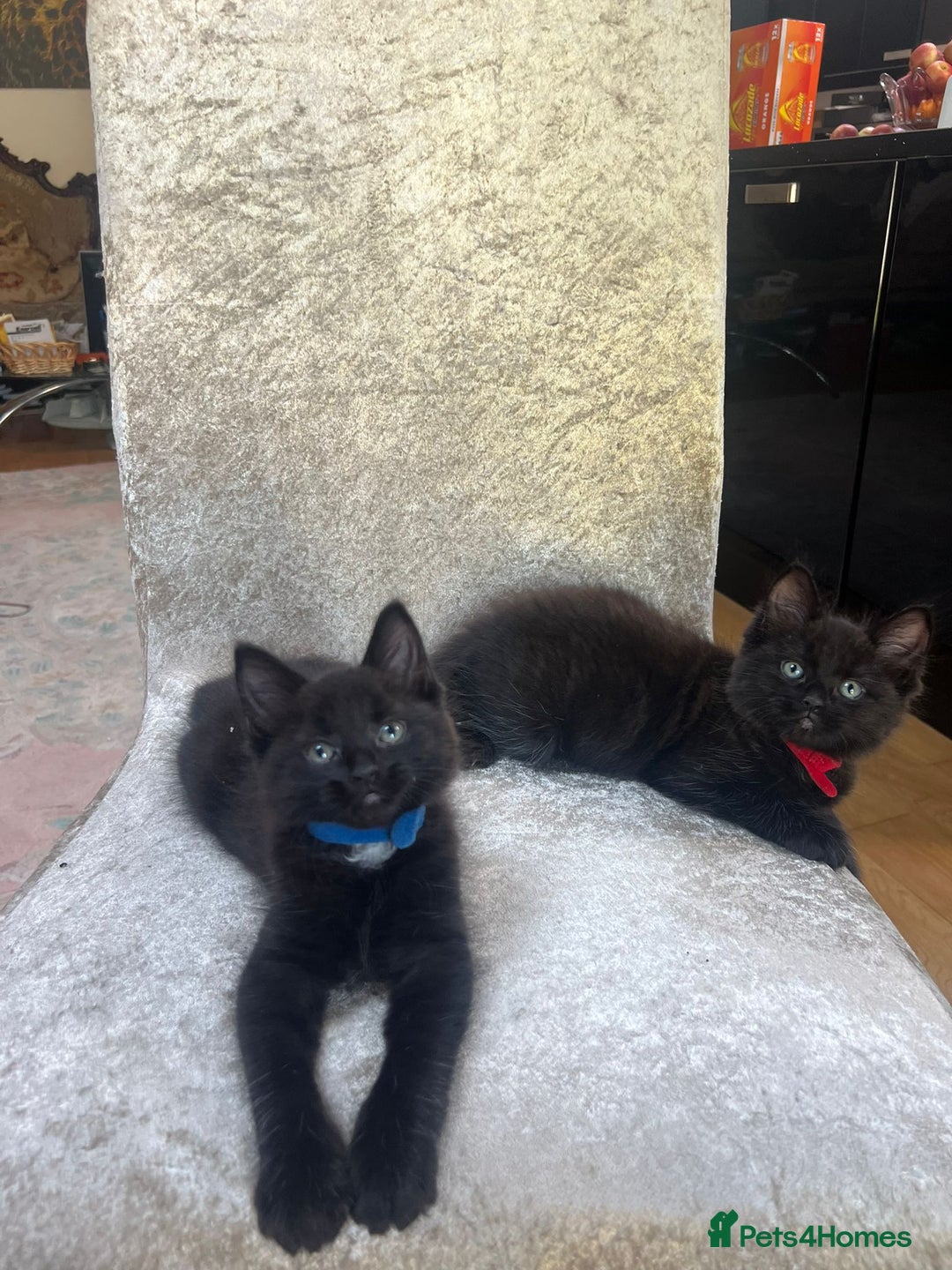 Norwegian Forest Cat cats for sale: Brown Norwegian Forest Cats  in Coventry - Image 13
