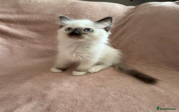 Ragdoll cats for sale: Beautiful Ragdoll kittens  ** LAST ONE ** - Image 10