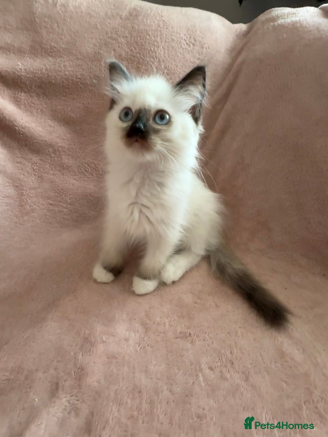 Ragdoll cats for sale: Beautiful Ragdoll kittens  ** LAST ONE ** - Image 10