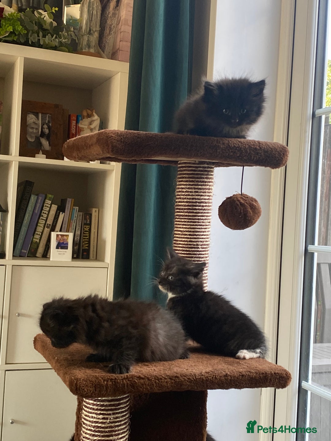 British Shorthair cats for sale: Adorable kittens  - Image 17