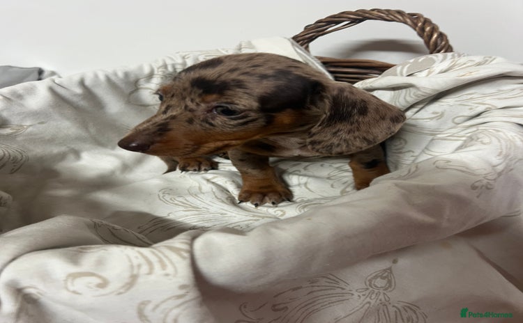 Dachshund dogs - Advert 3