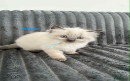 Ragdoll cats for sale: 5 Adorable Ragdoll Kittens🐾 - Image 5