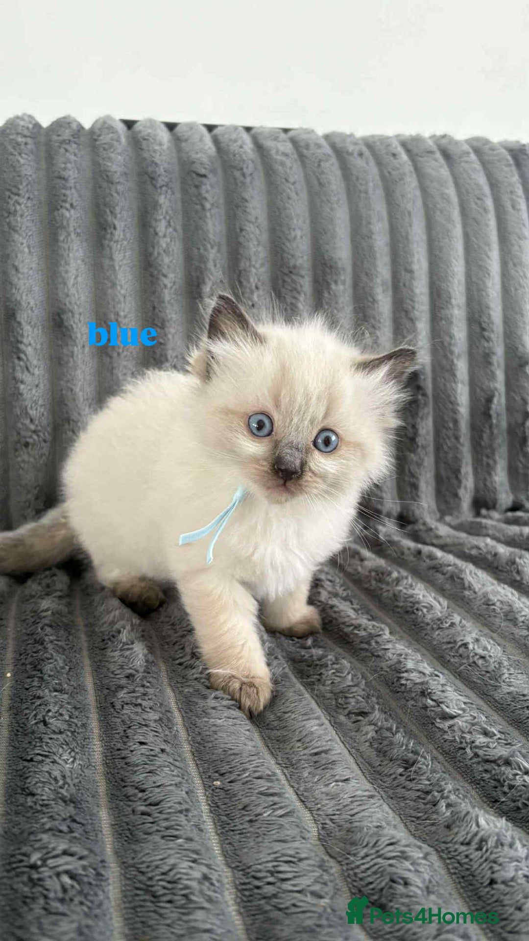 Ragdoll cats for sale: 5 Adorable Ragdoll Kittens🐾 - Image 5