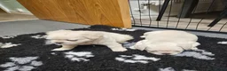 French Bulldog dogs for sale: Ready to leave now Rare Platinum French bulldogs   - Advert 13