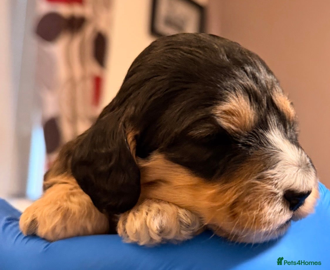 Cockapoo dogs F1 Cockapoo Puppies - Advert 16